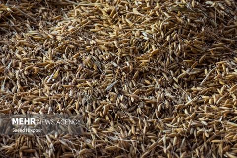 The Story of the Rice Harvest Season in Gilan’s Paddy Fields