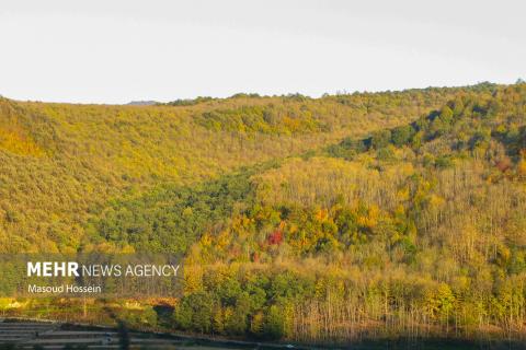 Autumnal leaf drop in Savadkuh