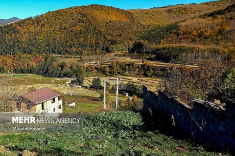 Autumnal leaf drop in Savadkuh