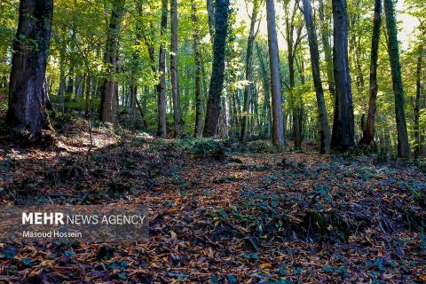 Autumnal leaf drop in Savadkuh