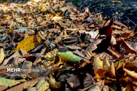 Autumnal leaf drop in Savadkuh