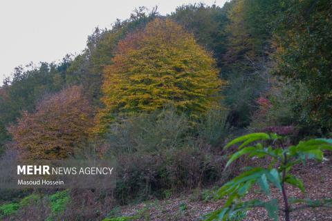 Autumnal leaf drop in Savadkuh