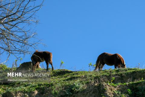 Autumnal leaf drop in Savadkuh