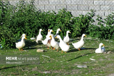 Autumnal leaf drop in Savadkuh