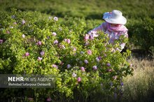 Iran Rose Water Festival; When desert breathes in fragrance