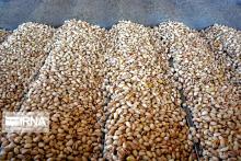 Iran 2nd largest exporter of pistachio to Europe