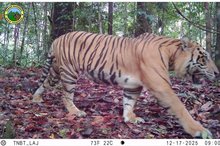 A Sumatran tiger was captured on a camera trap at the Suo-Suo Resort of Bukit Tigapuluh National Park in Jambi Province. (ANTARA)