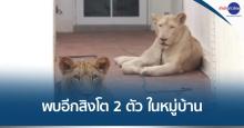 Two lion cubs spotted at a house in Chonburi 