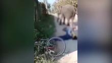 Mother elephant tramples its owner to death 