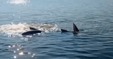 Bryde's Whales in the Gulf of Thailand