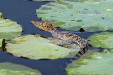 freshwater crocodile 