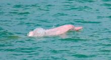 pink dolphin