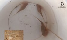 Ancient ‘living fossil’ tadpole shrimp discovered in central Iran