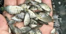 blackchin tilapia