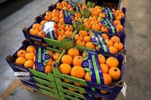 Iran’s Mazandaran exports over 29,000 tons of fruit in a single day