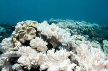 Researchers make tubular sponge to save coral reefs in south Iran