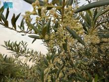 Abundant Olive Blossoms Signal Promising Season in Al-Jouf