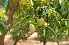 Research-Driven Mango Cultivation Supports Economic Growth in Jazan