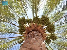 Over 11 Million Palm Trees in Qassim Region Reflect Rich Quality of Saudi Dates
