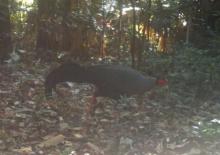 A bird is captured by a camera trap in Ke Go Nature Reserve in Ha Tinh province. (Photo kinhtedothi.vn)