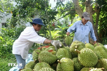 Vietnamese farmers harvest durian (Photo: VNA)