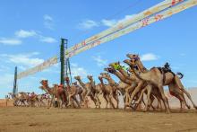 Final Stage of Crown Prince Camel Festival to Begin Tomorrow