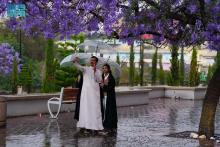 Abha's Streets Awash in Purple as Jacaranda Flowers Bloom after Heavy Rain
