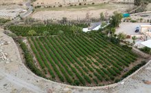 Aseer Farmers' Traditional Technique Ensures Bountiful Grape Yields