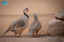 Saudi Wildlife Center Launches Partridge Breeding Programs to Reintroduce Species into Natural Habitats