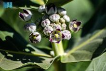 Invasive Calotropis Procera Plant Spreads across Northern Borders