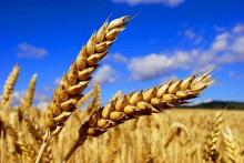 Highest wheat harvest recorded in three regions of Kyrgyzstan