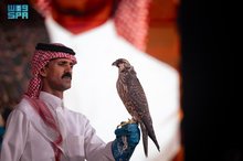 First-Time Falconer Traps, Sells Peregrine for SAR193,000 at Saudi Auction
