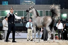 ECAHO-Sanctioned International Arabian Horse Championship Kicks Off in Jeddah