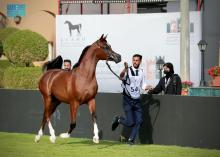 Local, International Stables Vie for Top Honors at Arabian Horse Show in Riyadh