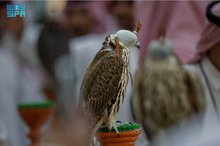 King Abdulaziz Falconry Festival to Feature Two Mongolian Falcon Rounds with Significant Prizes