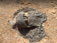 Royal Commission for AlUla Announces Scientific Discovery of Rare Fossils Dating Back 465 Million Years