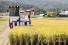 This photo, provided by the eastern city of Samcheok on Dec. 28, 2023, shows an official checking the growth of rice at a rice paddy. (Yonhap)