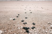 Over 1,300 sea turtle hatchlings return to the ocean in Nui Chua