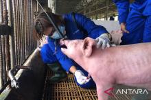 Illustration - Officers collecting pig samples for testing following  report of African Swine Fever cases. 