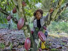  Cocoa smallholder Michael John Henry inspects cocoa trees in his farm in Kampung Semadang, about 40 kilometers from Kuching city, in Sarawak.