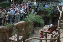 Malaysian Prime Minister Anwar Ibrahim and his wife, Dr Wan Azizah Wan Ismail, along with other family members, spent time visiting Zoo Negara after the opening ceremony of the 60th Diamond Jubilee Celebration of the national zoo on Saturday.
