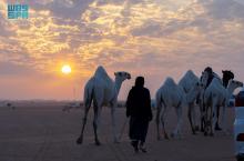 King Abdulaziz Camel Festival Boosts Economic Activity in GCC Camel Markets