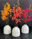 Malaysia's Mokara orchid