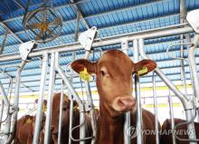 This file photo taken July 3, 2023, shows a cattle farm in Anseong, some 65 kilometers south of Seoul. (Yonhap)