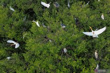 An aerial photo shows egrets (Egretta garzetta) flying over a mangrove forest in Aceh Besar, Aceh, March 19, 2025. (ANTARA FOTO)
