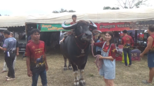 buffalo