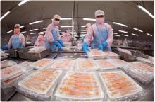 Workers process shrimp for export. Shrimp generated 300 million USD in revenue, accounting for 39% of the total export in January. (Photo: VNA)