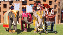 elephant-back marriage registration