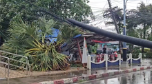 tree fell