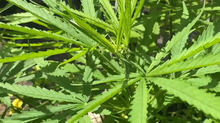 cannabis